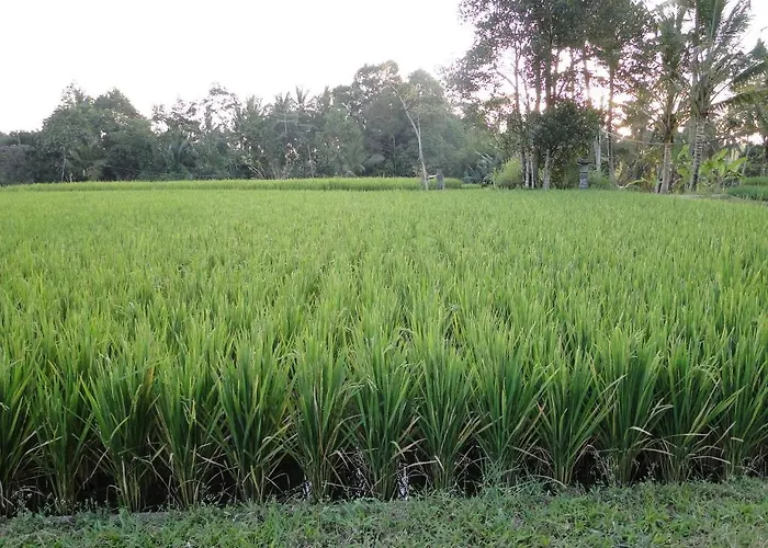 Indigo Tree Resort Ubud (Bali)